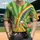 Pot of Gold Rainbow Cat Leprechaun Shamrocks - St. Patrick's Day Celebration Baseball Jersey - 1