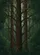 Dappled Light Forest Canopy Textured Tree Trunks Autumn Leaves - Nature Lover Gift Baseball Jersey - 6