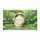 duiyfppz/products/6a422a5af71d3fc1fc4e77ab/gallery/-OrmSJdKwD