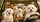 Five Happy Maltese Dogs In Tan Leather Cabin For Pet Lovers Road Trip Decor Gift Car Sunshade - 6