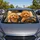 duiyfppz/products/6a43676d33a73a46cc8ea31f/gallery/VLpoFUnNky