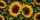 duiyfppz/products/6a448af01e29dc105f5c3de9/gallery/dyaD7Oh52W