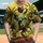 Black Cat Dinosaur Hawaiian Beer Ride - Tropical Party Gift for Cat Dinosaur Lovers Baseball Jersey - 1