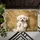 duiyfppz/products/6a461fab1e29dcb2435db8cc/gallery/WoMe8oQJFU