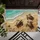 duiyfppz/products/6a463e414306312f7aed6f7e/gallery/k4pitvulz2