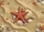 Five-Pointed Starfish Conch Scallop Cowrie Shells Golden Beach Sand - Home Decor Gift Doormat - 7