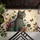 Majestic Cat Golden Filigree Floral - Home Decor Gift for Cat Lovers Doormat - 6
