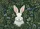 Curious White Rabbit Forest Undergrowth Wildflowers - Nature Lover Home Decor Gift Doormat - 7