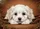 Fluffy White Puppy Head on Paws Pine Sprigs Berries - Cozy Home Decor Gift for Dog Lover Doormat - 7