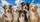 Five Australian Shepherd Dogs In Blue Sky Clouds Road Trip Gift For Aussie Lovers Car Sunshade - 6
