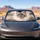 Blue Eyed Ragdoll Cat Portrait With Cream Fur For Cozy Pet Lover Daily Travel Style Car Sunshade - 4