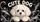Cute Maltese Dog With Cream Fur Letters And Celestial Sparkles For Daily Commutes Car Sunshade - 6