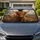 Highland Cow Rustic Farmhouse Decor For Country Animal Lovers And Scottish Gifts Car Sunshade - 1