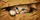 Realistic Blue Eyed Kitten Peeking From Cardboard Box For Cat Lovers And Pet Owners Car Sunshade - 6