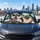 Shaggy Terrier In Sunglasses With Siamese Cat Road Trip Summer Pet Lovers Decor Gift Car Sunshade - 5