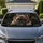 Realistic French Bulldog Puppy Portrait For Pet Lovers Road Trip Decor And Dog Moms Car Sunshade - 1