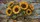 Sunflowers In Glass Jar On Rustic Blue Wood For Farmhouse Summer Decor Lovers Gift Car Sunshade - 6
