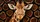 Realistic Giraffe Portrait With Bold Safari Spots For Wildlife Lovers And Road Trips Car Sunshade - 6