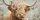 Highland Cow With Pink Flower Rustic Farmhouse Decor For Country Western Style Fans Car Sunshade - 6