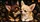 Realistic Chihuahua Couple Nose To Nose On Black For Pet Lover Gift Dog Moms And Dads Car Sunshade - 6