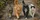 Four Realistic Cats Strolling On City Sidewalk For Cozy Daily Drives And Cat Lovers Car Sunshade - 6