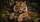 Majestic Tiger Jungle Scene For Wild Safari Style Vehicle Decor And Wildlife Fans Car Sunshade - 6