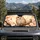 Adorable Cherry Blossom Owl With Amber Eyes Spring Nature Decor Gift For Bird Lovers Car Sunshade - 2