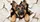 German Shepherd Puppy Torn Paper Peek For Dog Lovers Travel Decor And Daily Drives Car Sunshade - 6