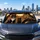 Realistic Cats Driving At Sunset, Funny Golden Hour Cabin Decor Gift For Cat Lovers Car Sunshade - 5