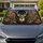 Ivory Whitetail Buck With Woodland Camo For Hunting Season Outdoor Enthusiasts Fans Car Sunshade - 1