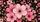 Pink Cherry Blossom Floral Bouquet On Black For Summer Road Trips And Daily Drivers Car Sunshade - 6