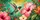 Ruby Throated Hummingbird With Tropical Hibiscus For Summer Garden Nature Lovers Car Sunshade - 6