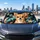 Tan Chihuahua Portrait With Aqua Paint Splashes For Road Trip Style And Dog Moms Car Sunshade - 5