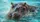 Realistic Hippopotamus In Turquoise Water Splashes For Safari Wildlife Lovers And Fans Car Sunshade - 6