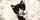 Peekaboo Tuxedo Kitten With Cozy Cream Paw Accents For Everyday Cat Lovers And Pet Moms Car Sunshade - 6