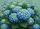 Vibrant Botanical Hydrangea Blooms Lush Greenery - Home Decor Gift Doormat - 7