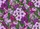 duiyfppz/products/6a58c7a62d13dbe57b615329/gallery/xu1dFJho0k