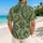 Sage Green Tropical Paisley Fern Motifs For Resort Travel And Casual Men's Wear Style Hawaiian Shirt - 2