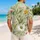 Daisy Clover Wildflower Botanical Button Up for Summer Beach Vacation Travel Men Hawaiian Shirt - 2