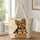 13x16-1-inches/4n55BH9avJ