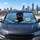 Realistic Black Kitten Among Blue Daisies For Cat Lovers Summer Travel Adventures Car Sunshade - 6