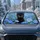 Realistic Black Kitten Among Blue Daisies For Cat Lovers Summer Travel Adventures Car Sunshade - 4