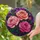 duiyfppz/products/6a701c8a4a2b2da45aa7a8bd/gallery/dpwETFa4Lb