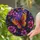 duiyfppz/products/6a701d0825ad9f69958e32c2/gallery/r-L_6BaQJ6