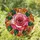 duiyfppz/products/6a701ee8cfb86a6d76a2f08b/gallery/J8oyno7KzU