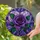duiyfppz/products/6a71709bc8151cb6833cf274/gallery/iqhm-1ja57