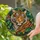 Bengal Tiger Stained Glass Window Decor for Jungle Home and Wildlife Gift Lovers Stained Glass Suncatcher - 2