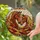 Stained Glass Chestnut Horses Window Decor for Equestrian Home and Stable Lovers Stained Glass Suncatcher - 2