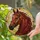 Leaded Stained Glass Horse Head Window Hanging for Western Equestrian Home Decor and Ranch Gifts Stained Glass Suncatcher - 2