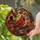 Red Cardinal Birdhouse Stained Glass Autumn Window Decor for Fall Home and Bird Lovers Stained Glass Suncatcher - 2
